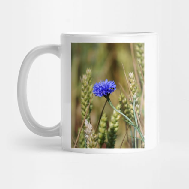 Lonely Cornflower by Hemeria